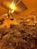 Officers arrest three men and uncover cannabis farm in Cheltenham Image